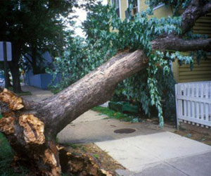 Toronto Tree Removal Servies